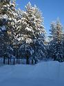 029 Talviaurinko